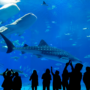 The Shedd 90x90